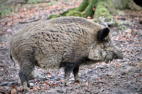 Animal reservation Kvetnica