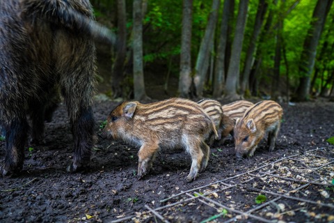 Tatranský zveropark