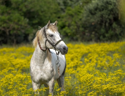 Jagal Equestrian Club