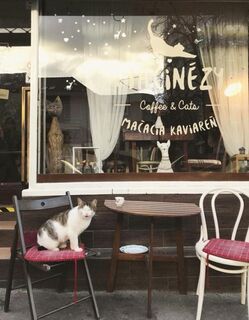 Cat Café Club Mačacia Kaviareň Poprad