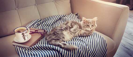 Cat Café Club Mačacia Kaviareň Poprad